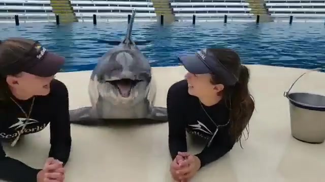 A more puppy dolphin.