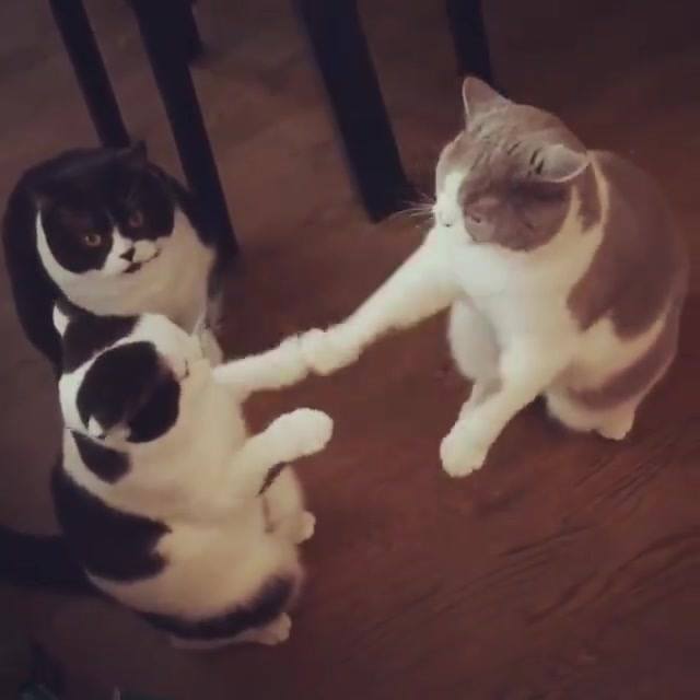 Cats Playing Patty-Cake.