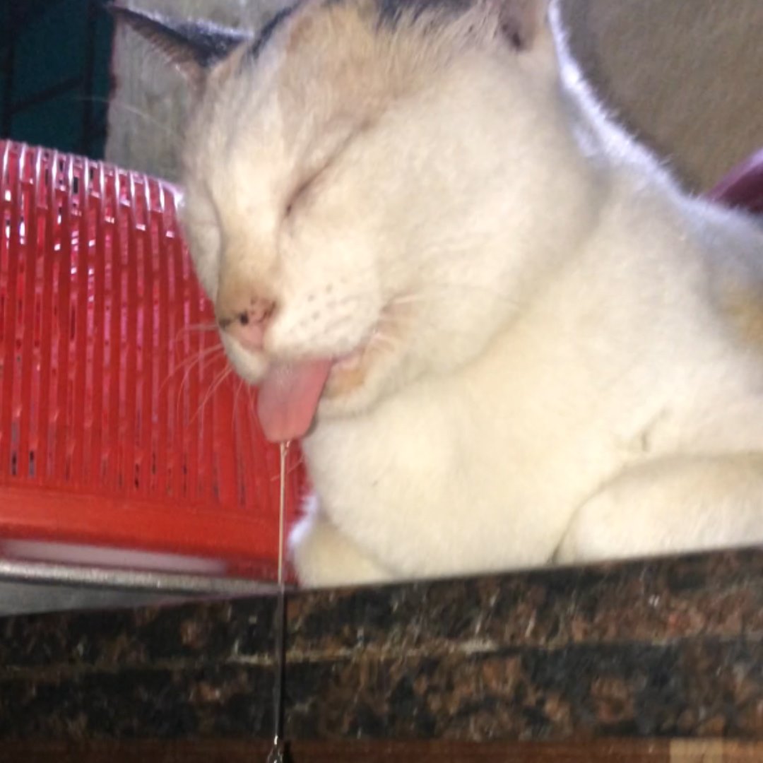 Слюна на подушке. Спящий кот со слюнями.