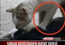 Kedi Ölen Eşine Kalp Masajı Yapıyor! (Türkiye)