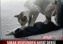 SOKAK KEDİSİ ÖLEN DİŞİSİNE KALP MASAJI YAPTI