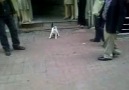 Kedi Kendi Mekanında Köpeğe Gider Yapıyor :D