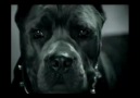 Dogs Speak Out Against Dog Fighting [HQ]