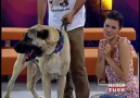 Dünyanın En Asil Köpeği__Sivas Kangalı__