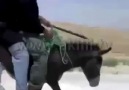 Eşşeğe Pantolon Giydiren Manyaklar x)(x HEHEHEEE EHEE