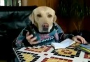 Telefonla Konuşan Köpek..=)=) Süper..:)