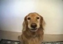 Kandırılan Köpek ..