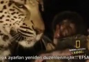 Leoparın Merhameti (Mutlaka izlemelisiniz) [HQ]