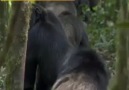 (๏̯͡๏ ) Şempanzelerin vahşi yüzü (๏̯͡๏ )