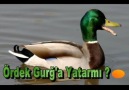 DJ İsrafil / Ördek Gurğ'a Yatarmı Yatmazmı ? Bölüm 2