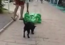 Timsah Şakası~Köpek yusuf yusuf :D