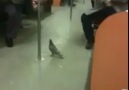 Ulaşım için Metro kullanan güvercin