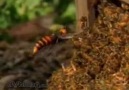 30 eşek arısının 30bin bal arısı katliamı