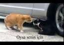 Sevgilisini Fırçalyan Kedi ( alt yazılı ) Gülmek Garanti xD