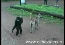 Maymun maymunluğunu yapıyo :)