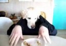 Evcil Köpek Masada Elleriyle Böyle Yemek YeR :)