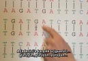 İnsan ve şempanze genomlarının karşılaştırılması [HQ]
