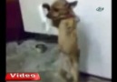 Mendille halay çeken köpek =D =D