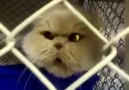 Mart ayında kafese konmuş kedinin isyanı :)))