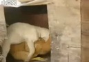 İşte Tecavüzcü Coşkunun Köpeği