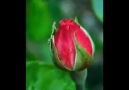 Abdurrahman Önül - Kırmızı Güller