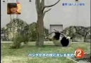 Ağaç Dalından İntikam Alan Panda [HQ]