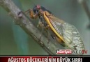 Ağustos Böceklerinin büyük sırrı.