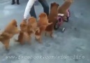 Ailecek Geziye Çıkan Köpekler :) [HQ]