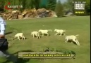 Akbaş Çoban Köpeği 2