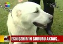 Akbaş Çoban Köpeği