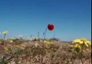 Allı Gelin Taş Başını Yol Eder-Yusuf Gül & Nazlı Öksüz