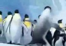 Ankaralı penguenler