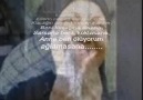 ~ANNE BEN ÖLÜYORUM~