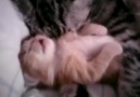 Anne kedi kabus gören yavrusuna sarılıyor (izlenmeye deger)