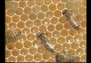 Arılar Mimarlık Eğitimi Almışlarmıdır ?? [HQ]