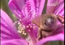 Arılar ve Bal