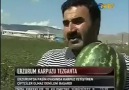 Artık Erzurum/Pasinler'de Karpuz Yetişiyor...