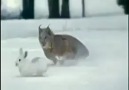 Av zamanı [Vaşak & Tavşan]
