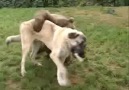 Ayı ile Kangal köpeginin dostlugu [HQ]