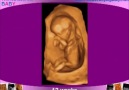 Baby Ultrasound - Socialdoctors.com [HQ]