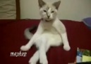 Bacak bacak üstüne atan Kedi )