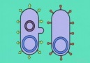 Bakterilerde Konjugasyon (animasyon)