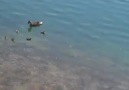 Balığa Dikkat !!