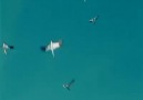 Balık sürüsü ve ona saldıranlar BLGNÇ