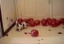 Balon Hastası Köpek
