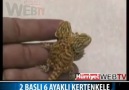 2 Başlı 6 Ayaklı Kertenkele