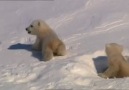 BBC: Buzullarda Ekolojik Yaşam [2/3]