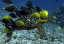 BBC South Pacific 1.Bölüm/Ocean of Islands[3/4] [HD]