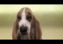 Beat Boxçı Köpek :)