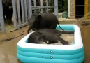 Bebek Filler Şişme Havuzda :)